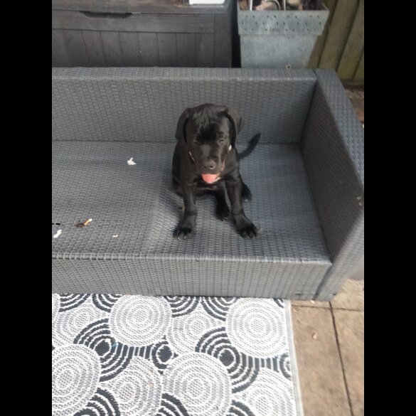 Cane Corso - Both