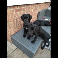 Cane Corso - Both