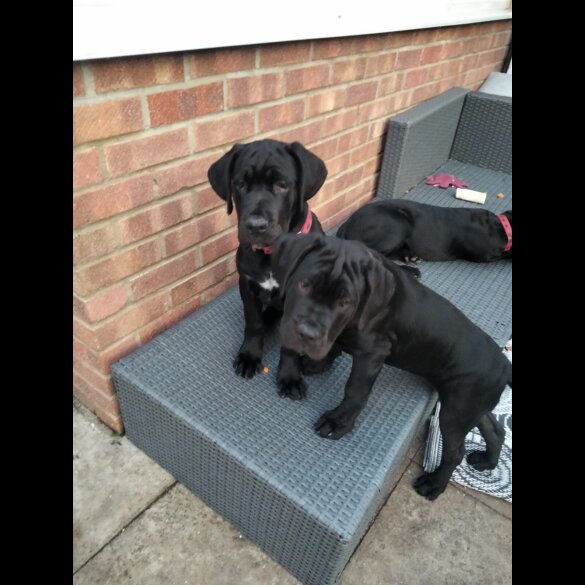 Cane Corso - Both
