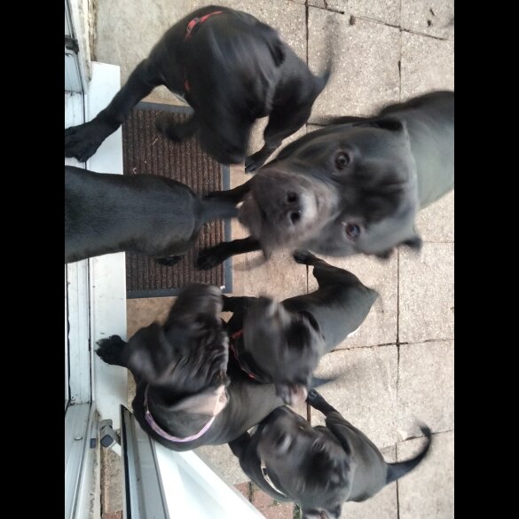 Cane Corso - Both
