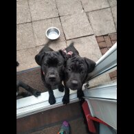Cane Corso - Both
