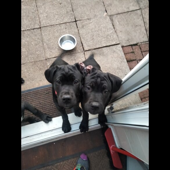 Cane Corso - Both