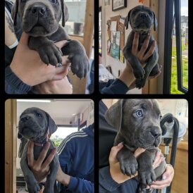Cane Corso - Both