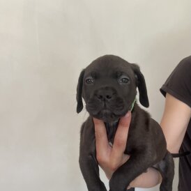 Cane Corso - Both