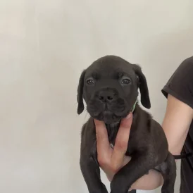 Cane Corso - Both