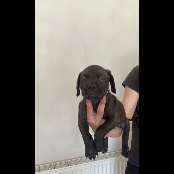 Cane Corso - Both