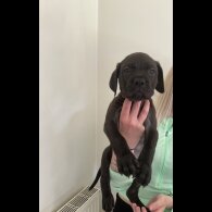 Cane Corso - Both