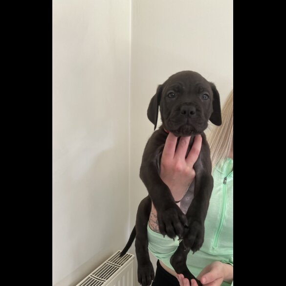 Cane Corso - Both