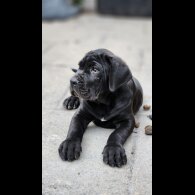 Cane Corso - Both