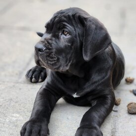 Cane Corso - Both