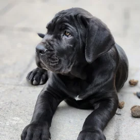 Cane Corso - Both