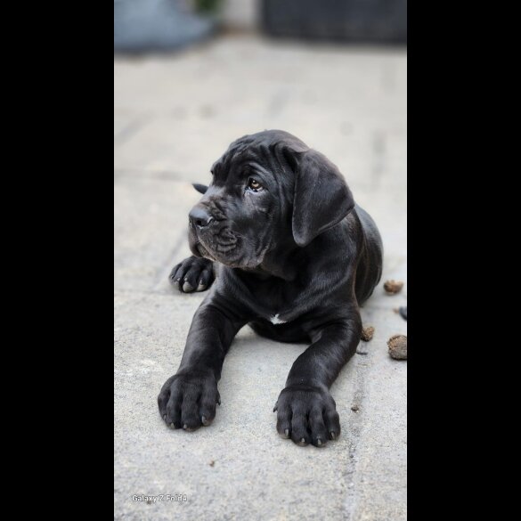 Cane Corso - Both