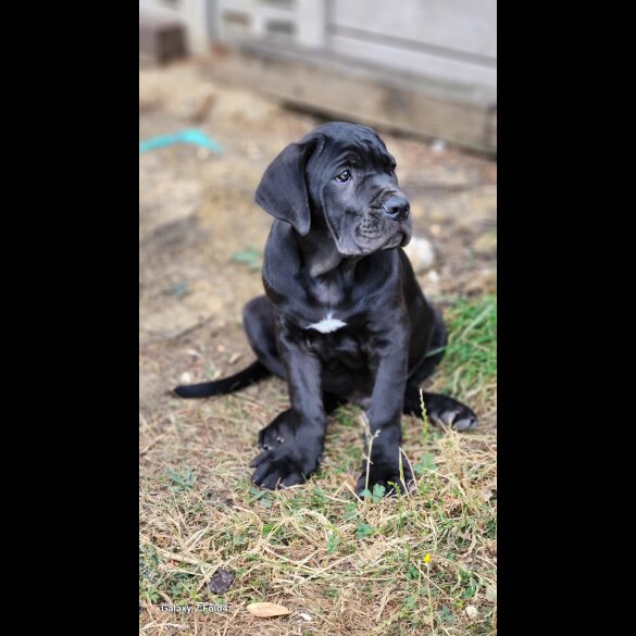 Cane Corso - Both