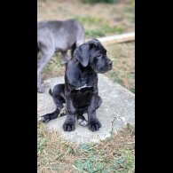 Cane Corso - Both