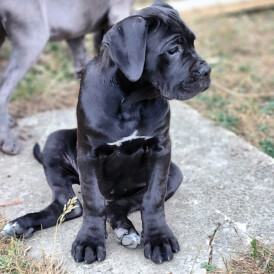 Cane Corso - Both
