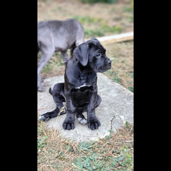 Cane Corso - Both