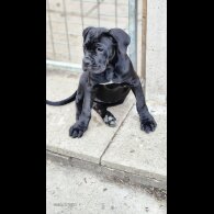 Cane Corso - Both