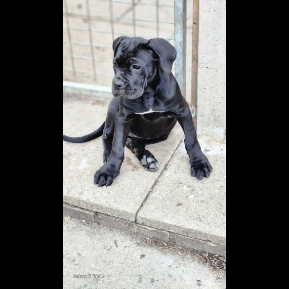 Cane Corso - Both