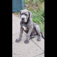 Cane Corso - Both
