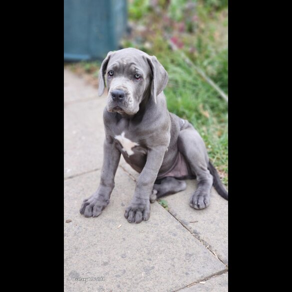 Cane Corso - Both