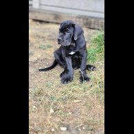 Cane Corso - Both