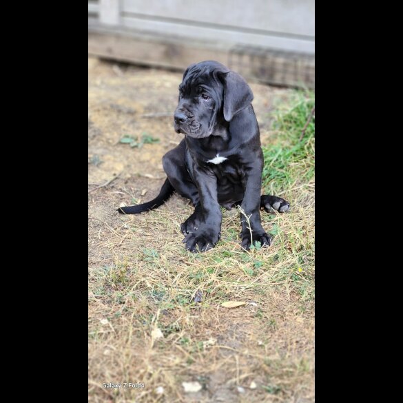 Cane Corso - Both