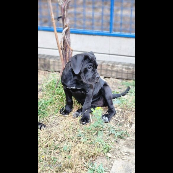 Cane Corso - Both