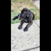 Cane Corso - Both