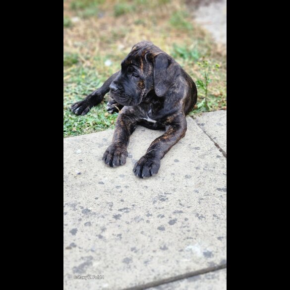 Cane Corso - Both