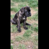 Cane Corso - Both