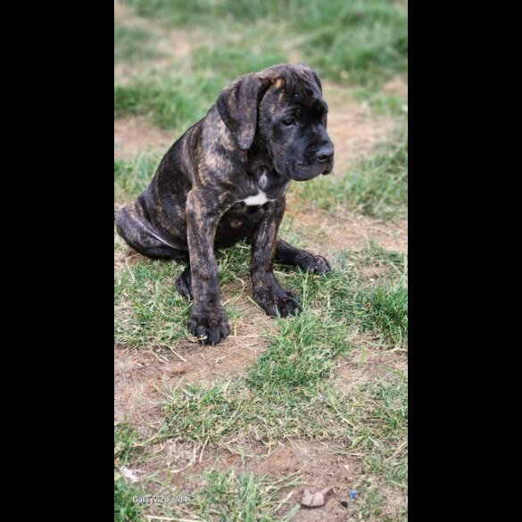 Cane Corso - Both