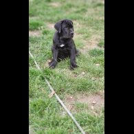 Cane Corso - Both