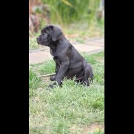 Cane Corso - Both