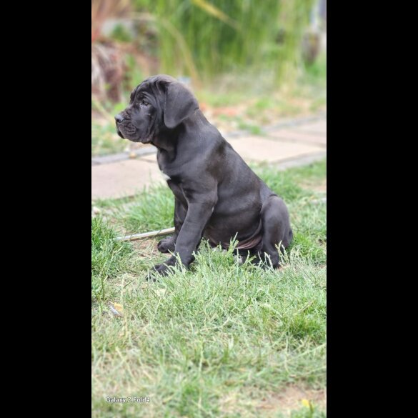 Cane Corso - Both
