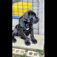 Cane Corso - Both