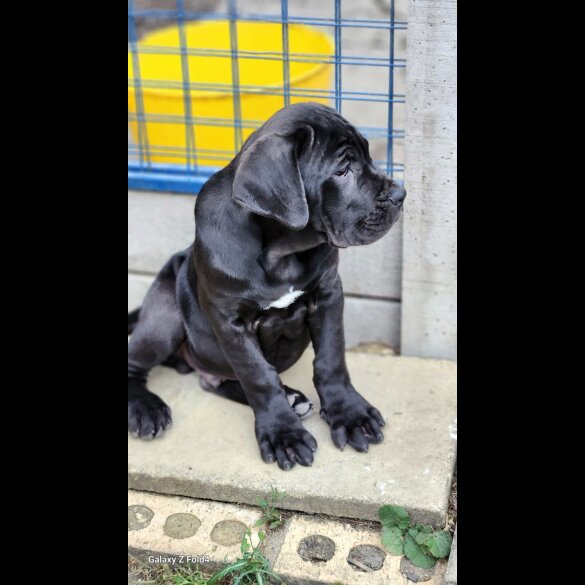 Cane Corso - Both