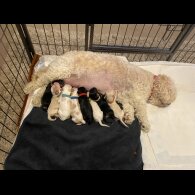 Cavachon - Both
