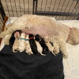 Cavachon - Both