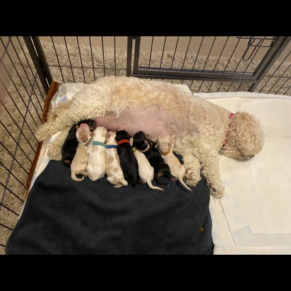 Cavachon - Both