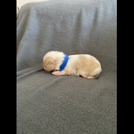 Cavachon - Both