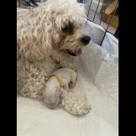 Cavachon - Both