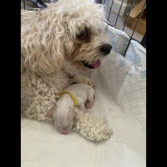 Cavachon - Both