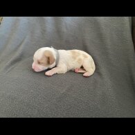 Cavachon - Both