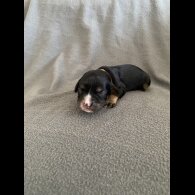Cavachon - Both