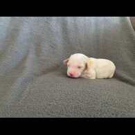 Cavachon - Both