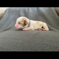 Cavachon - Both