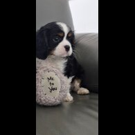 Cavalier King Charles Spaniel - Both