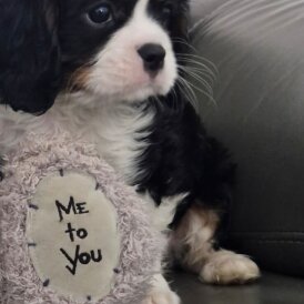 Cavalier King Charles Spaniel - Both