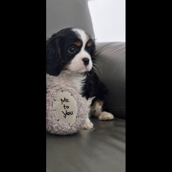Cavalier King Charles Spaniel - Both