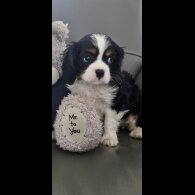 Cavalier King Charles Spaniel - Both